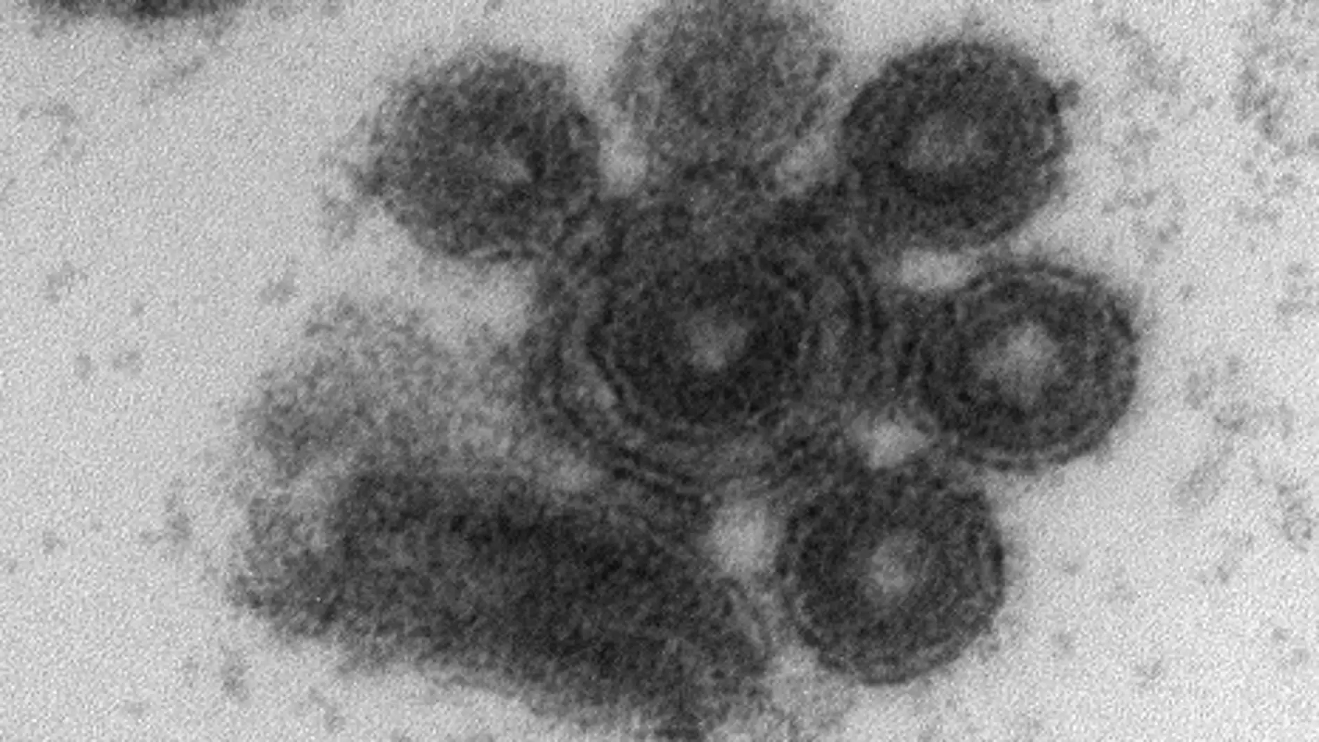 Los virus pueden presentar un componente social como estrategia para propagarse