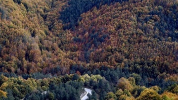 Vista de la Selva de Irati (Pamplona)