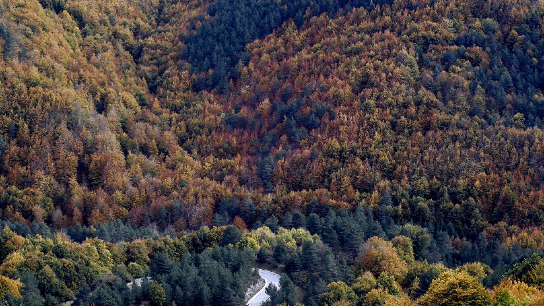 Vista de la Selva de Irati (Pamplona)