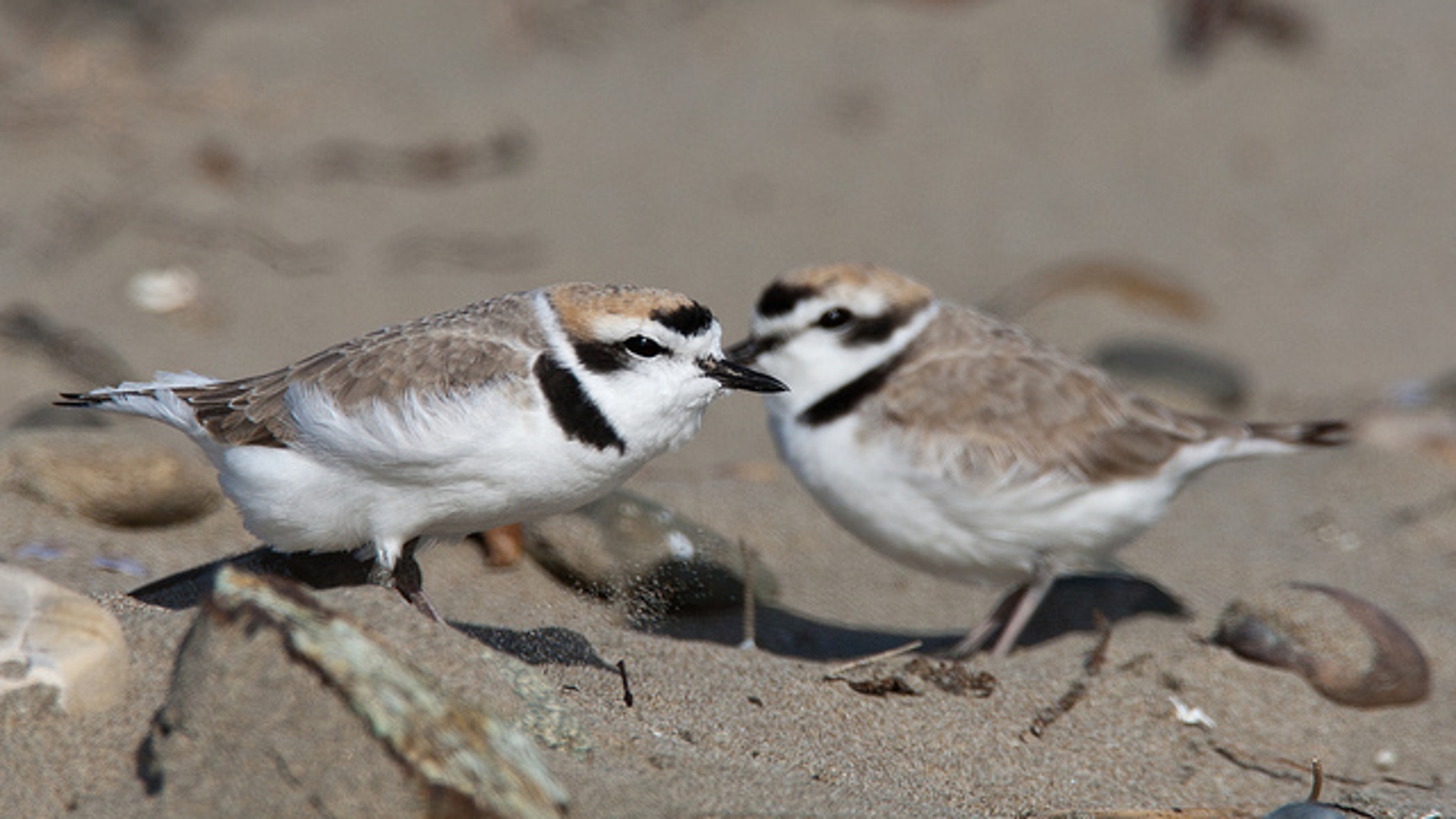 Las parejas de aves cooperan para resistir al cambio climatico