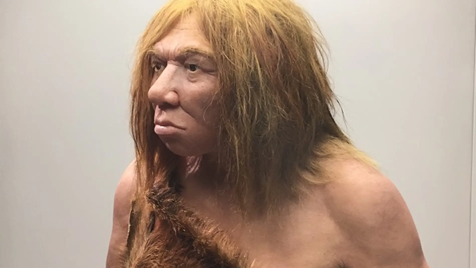 Recreación de una mujer neandertal en el Museo Arqueológico de Asturias. / UCM.