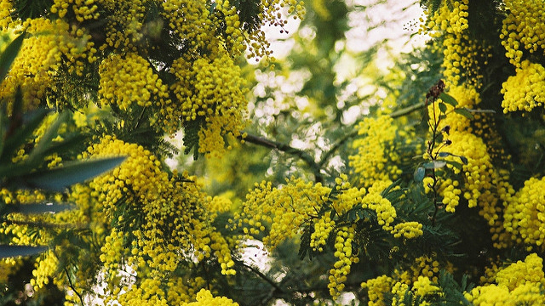 Las acacias invaden zonas inalteradas del noroeste peninsular