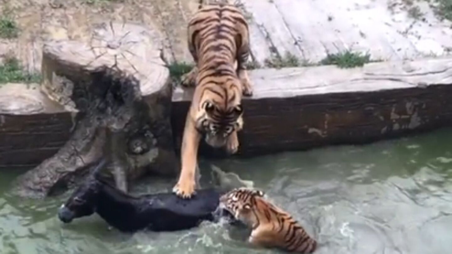 Dos tigres devoran a un burro