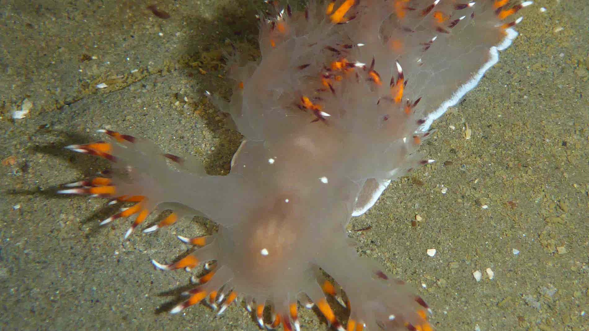 Los científicos manipularon las conexiones neuronales de la ‘Dendronotus iris’