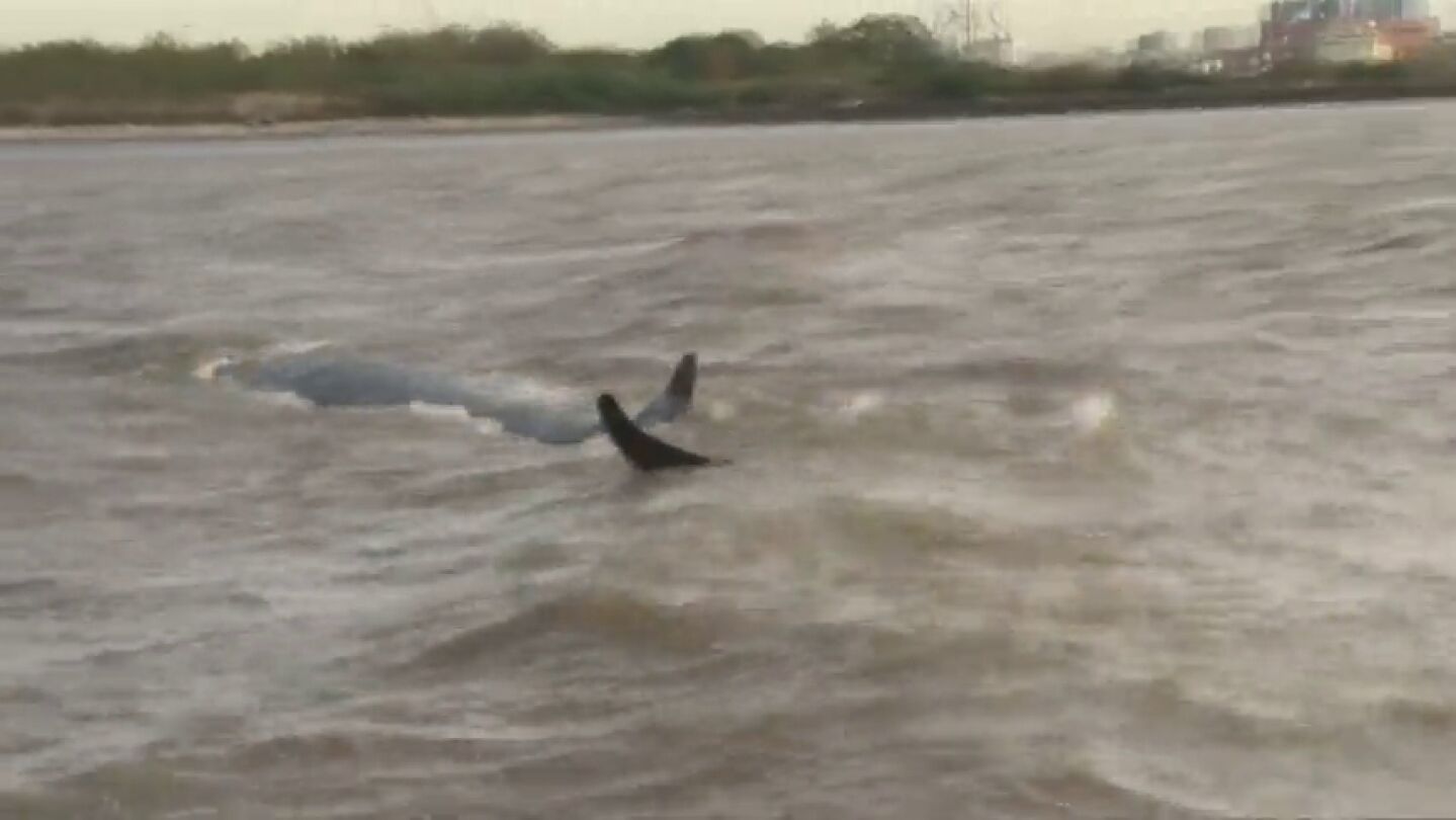 Rescatan a una ballena adulta y a su beb&eacute;