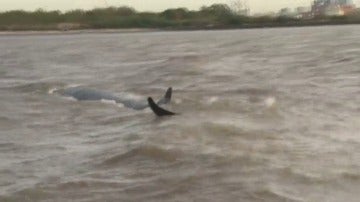 Rescatan a una ballena adulta y a su bebé