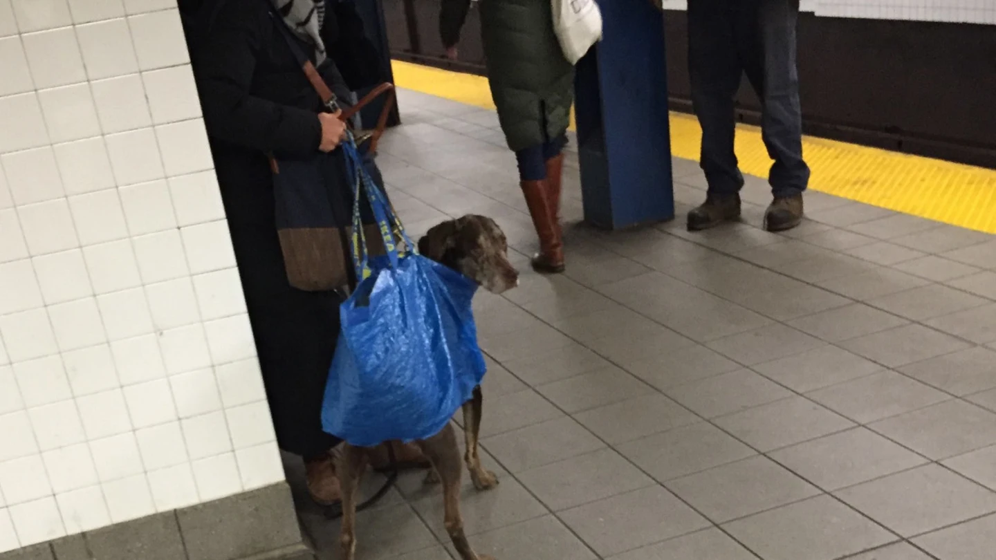 Perro en el metro de Nueva York Perro en el metro de Nueva York
