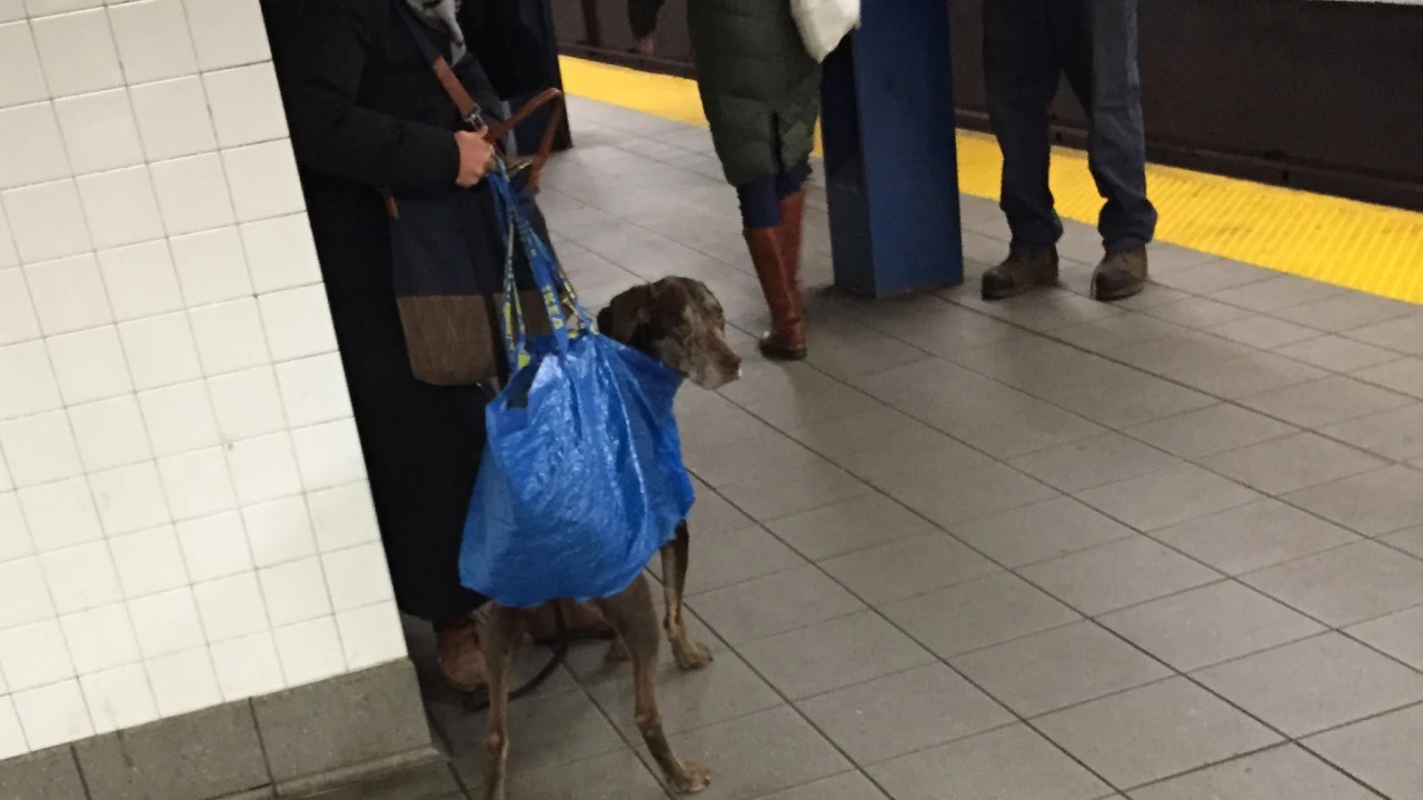 Perro en el metro de Nueva York Perro en el metro de Nueva York