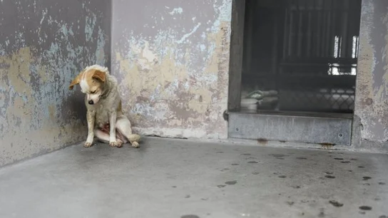 La perra estaba encorvada en una esquina y parecía deprimida La perra estaba encorvada en una esquina y parecía deprimida