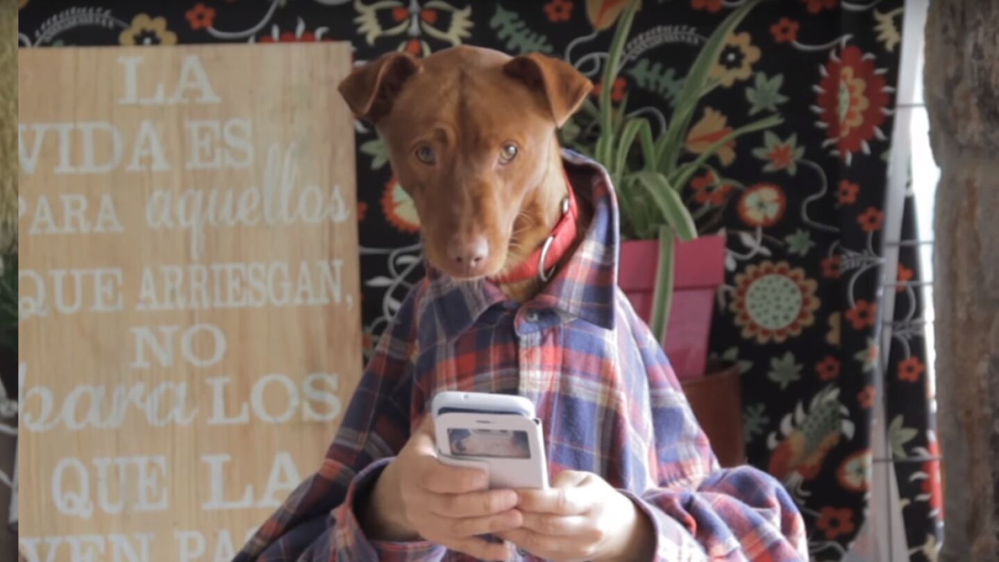 Videoclip de la versi&oacute;n canina de 'Despacito'