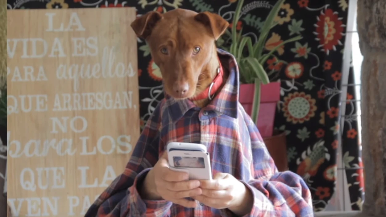 Videoclip de la versión canina de 'Despacito'