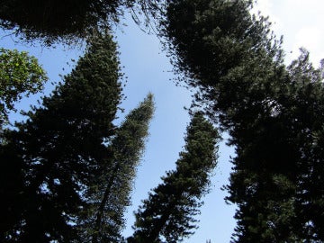 El pino de Cook puede alcanzar los 60 metros de altura en su hábitat natural, Nueva Caledonia 
