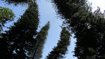 El pino de Cook puede alcanzar los 60 metros de altura en su hábitat natural, Nueva Caledonia