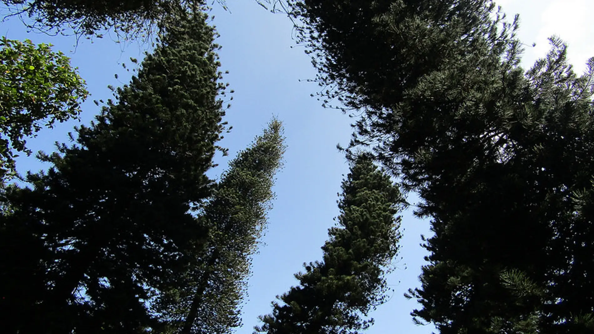 El pino de Cook puede alcanzar los 60 metros de altura en su hábitat natural, Nueva Caledonia 