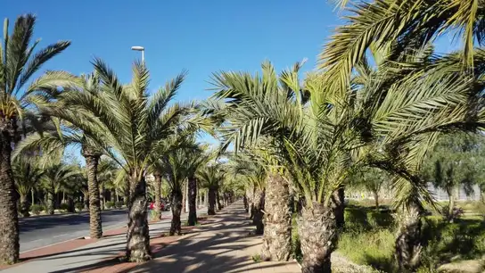 El calor seguirá siendo la nota predominante en Elche Tiempo