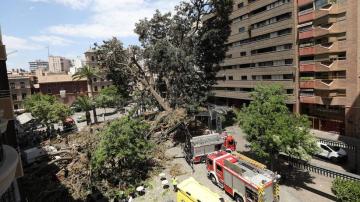 Caída del árbol centenario de Murcia