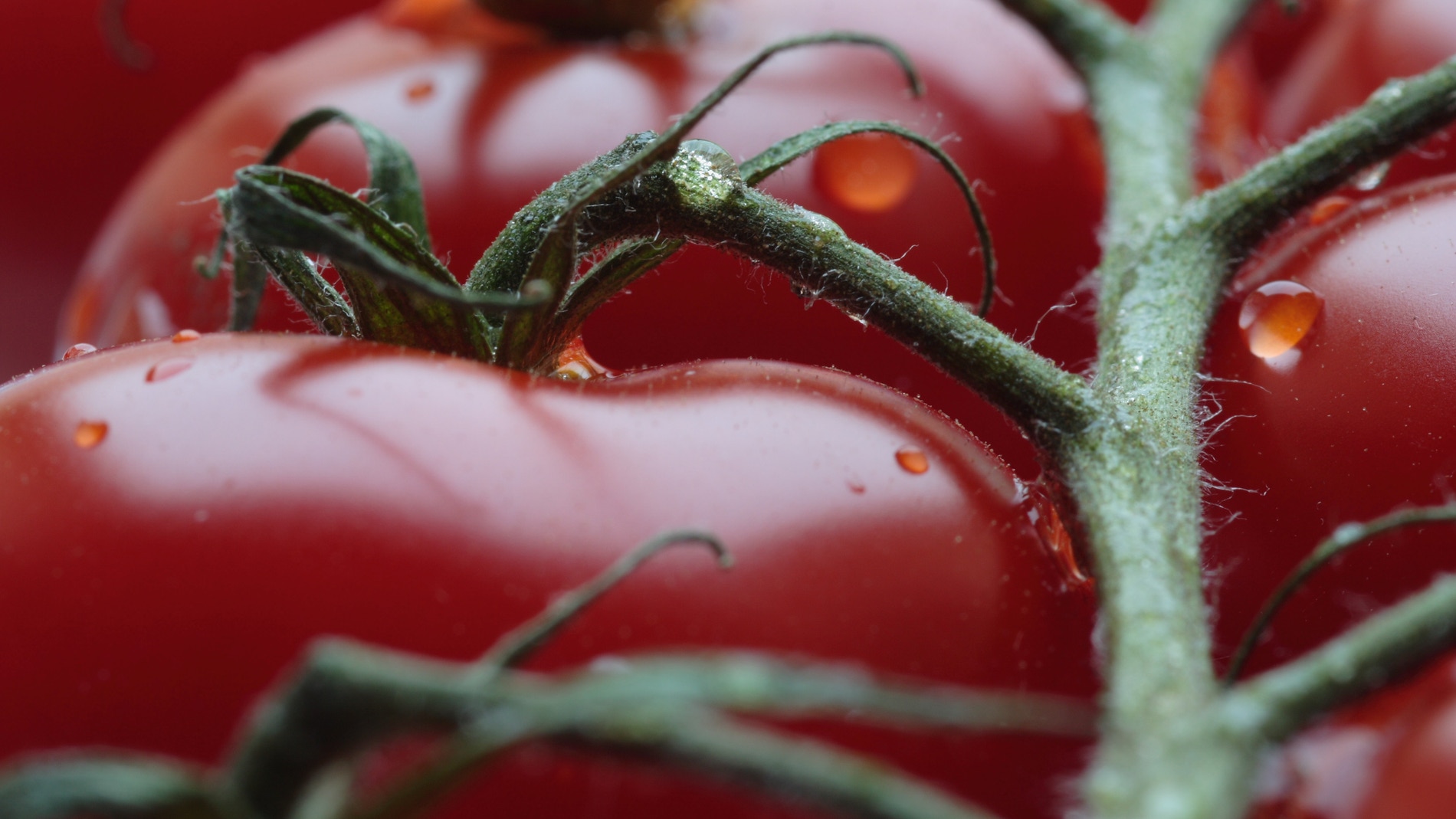 Como enganar a los hongos para impedir que infecten las plantas