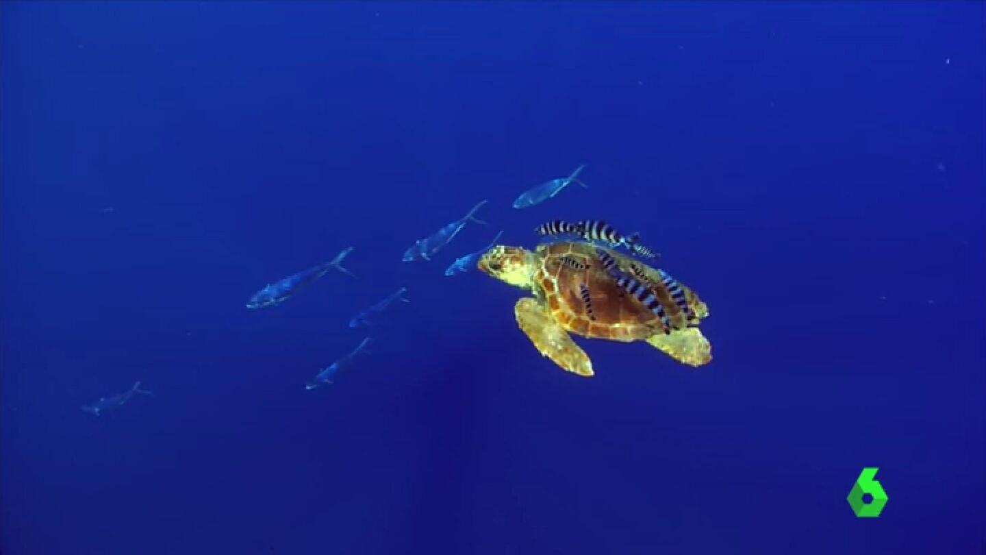 Recogida de firmas para proteger el fondo marino de El Hierro: "Hacemos muchos kil&oacute;metros cuando realmente aqu&iacute; tenemos para&iacute;sos"