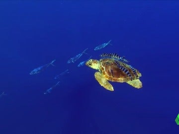 Recogida de firmas para proteger el fondo marino de El Hierro: "Hacemos muchos kilómetros cuando realmente aquí tenemos paraísos" Recogida de firmas para proteger el fondo marino de El Hierro: "Hacemos muchos kilómetros cuando realmente aquí tenemos paraísos"