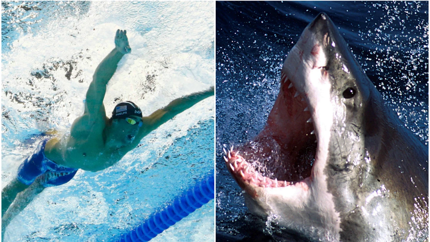 Michael Phelps, ante su mayor reto: una carrera contra un tiburón Michael Phelps, ante su mayor reto: una carrera contra un tiburón