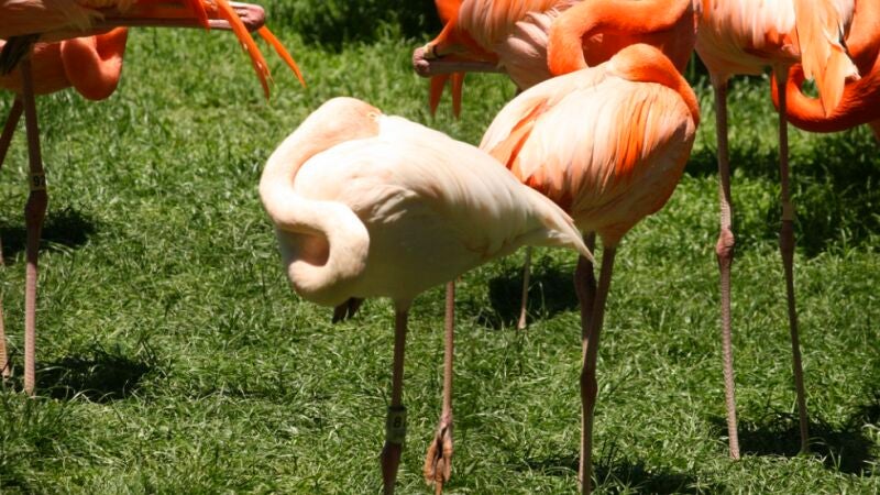 Los flamencos se sostienen con una sola pata mientras duermen... y hasta después de muertos