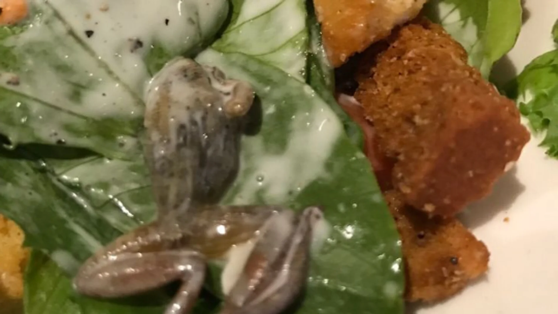Una rana muerta en la ensalada en BJ's Restaurant and Breweries 