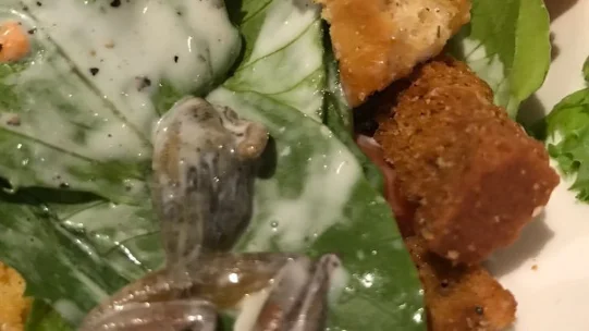 Una rana muerta en la ensalada en BJ's Restaurant and Breweries Una rana muerta en la ensalada en BJ's Restaurant and Breweries