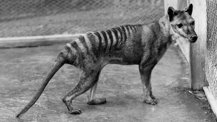 Lobo de Tasmania, extinto en 1936