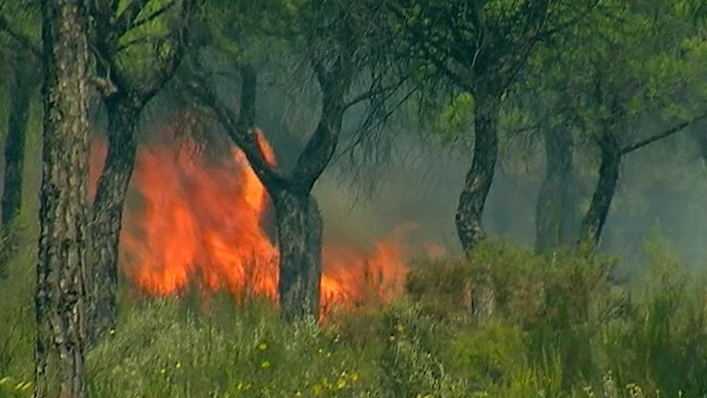 El incendio declarado en el paraje 'La Peñueña' de Moguer El incendio declarado en el paraje 'La Peñueña' de Moguer