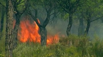 El incendio declarado en el paraje 'La Peñueña' de Moguer