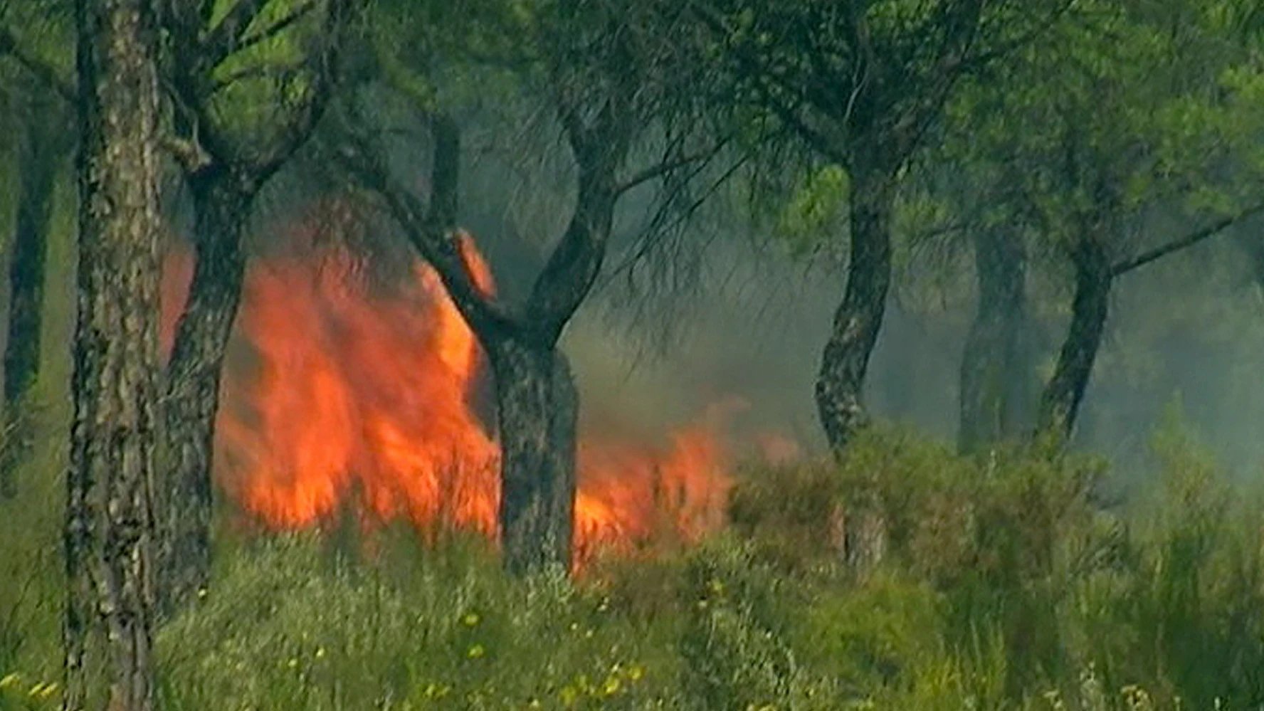 El incendio declarado en el paraje 'La Peñueña' de Moguer