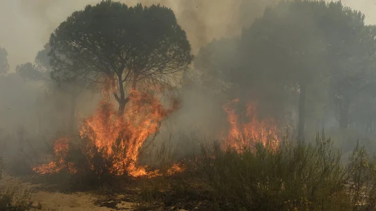 Imagen del grave incendio en Doñana (Archivo) Imagen del grave incendio en Doñana (Archivo)