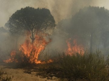 Imagen del grave incendio en Doñana (Archivo) Imagen del grave incendio en Doñana (Archivo)