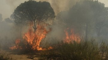 Imagen del grave incendio en Doñana (Archivo)