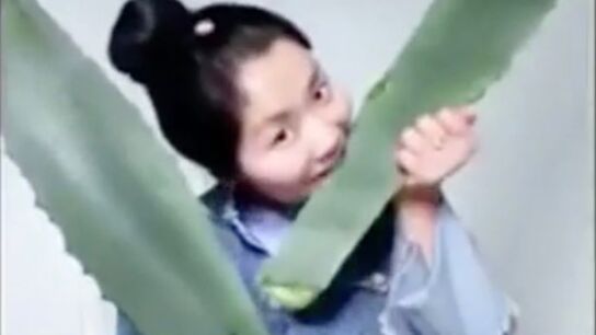 Zhang comiendo la planta venenosa