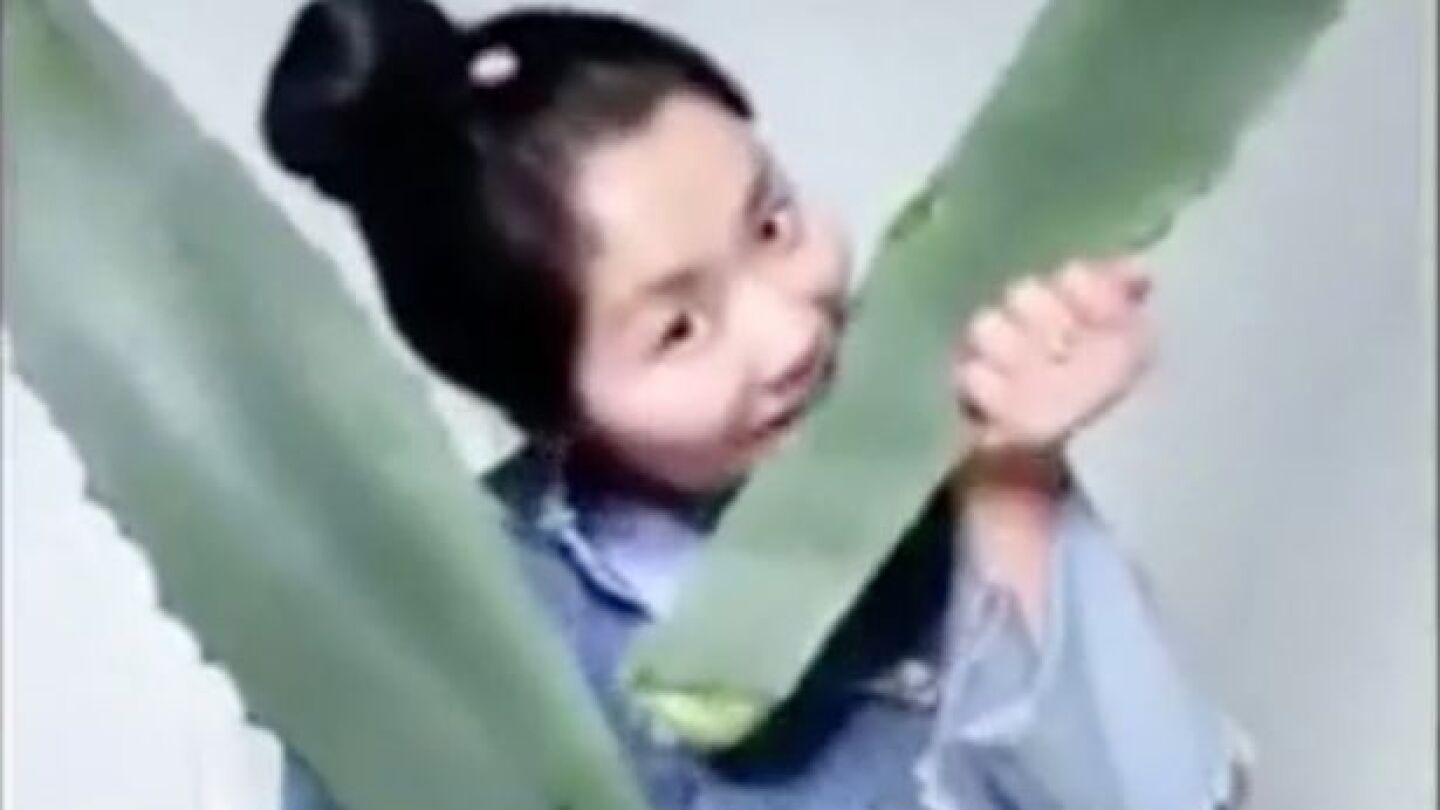 Zhang comiendo la planta venenosa