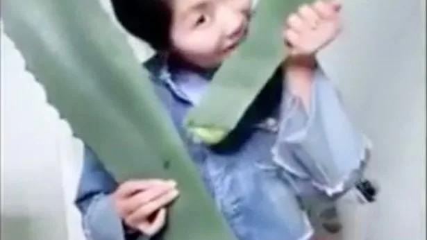 Zhang comiendo la planta venenosa