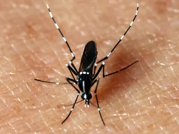 Un mosquito sobre la piel Un mosquito sobre la piel