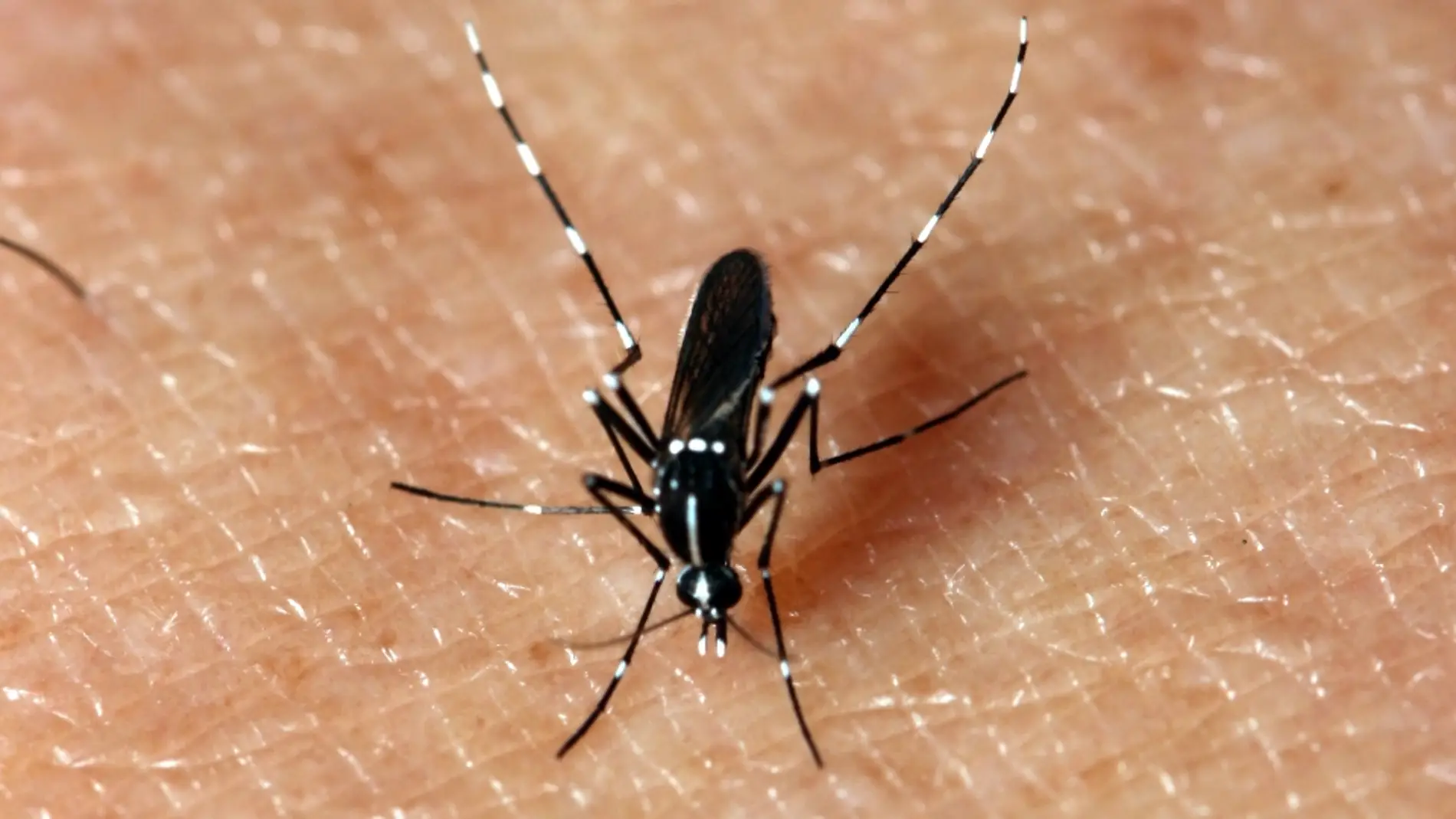Un mosquito sobre la piel