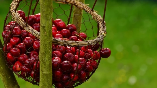 La cereza es una de las variedades tempranas que empiezan a recogerse La cereza es una de las variedades tempranas que empiezan a recogerse