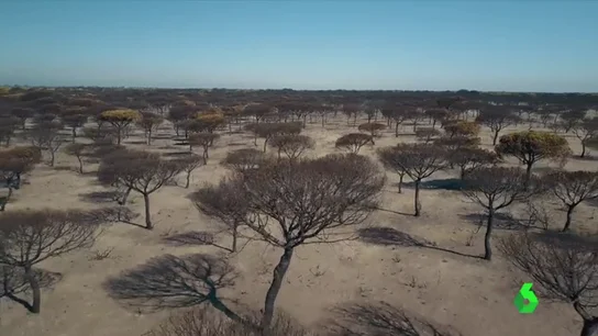 COLAS INCENDIO DRONES COLAS INCENDIO DRONES