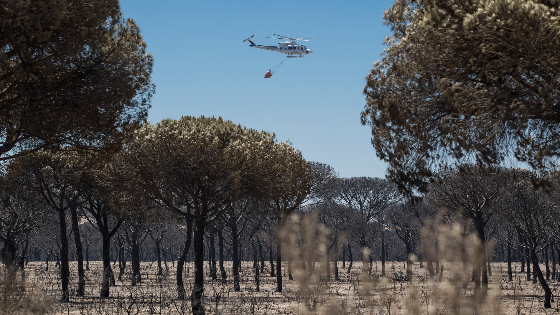 Un helicóptero del INFOCA sobrevuela un pinar completamente calcinado 