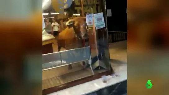 Vaquilla en un establecimiento Vaquilla en un establecimiento