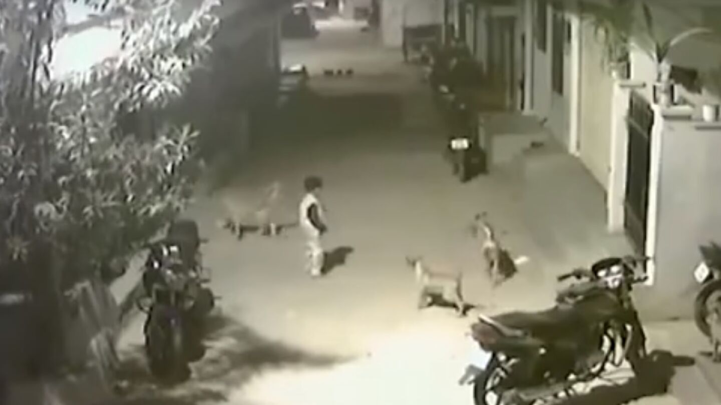 Un ni&ntilde;o se enfrenta a varios perros en la India