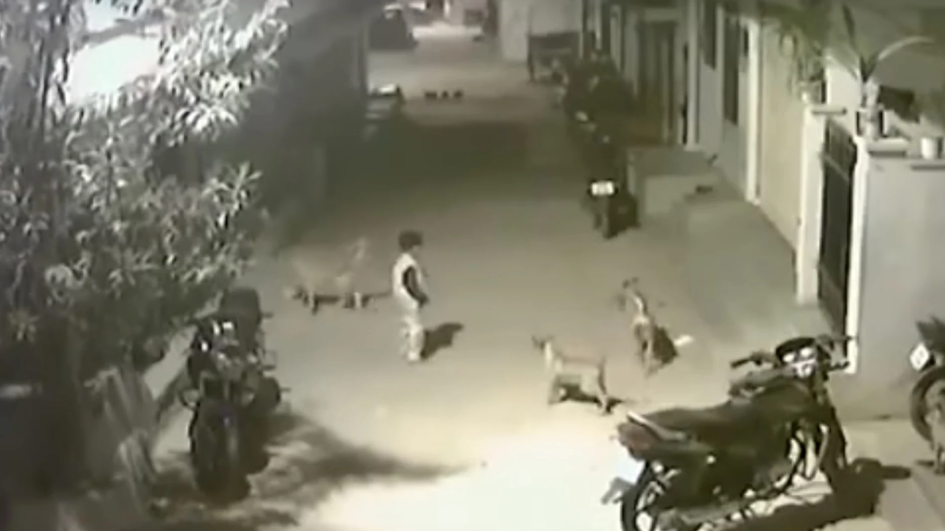 Un niño se enfrenta a varios perros en la India