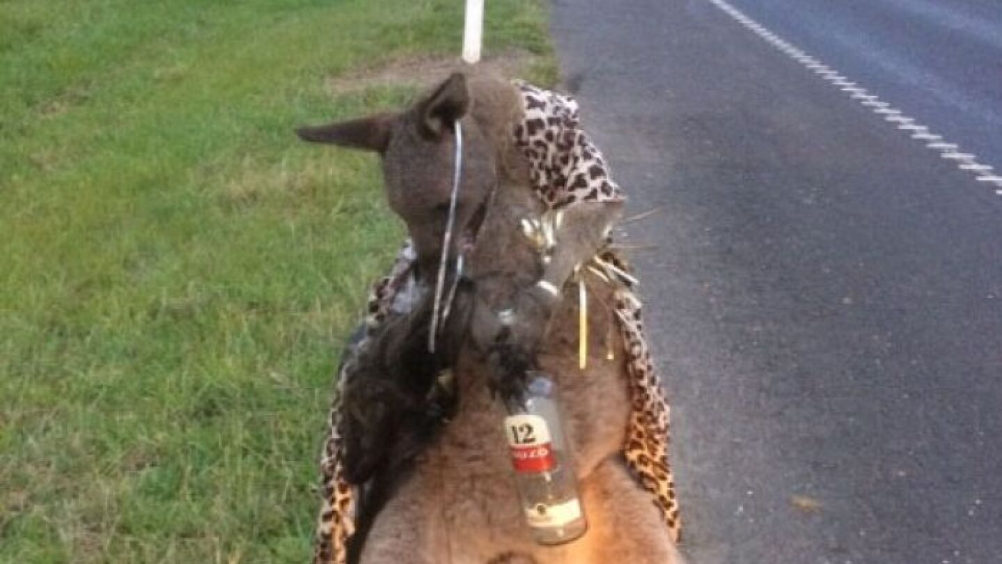 El cuerpo del canguro atado a una silla con un chal y una botella de ouzo