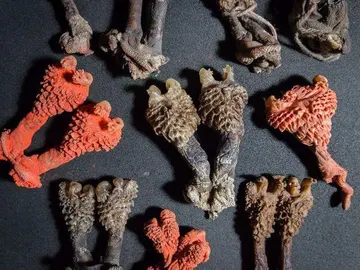 Los órganos reproductores pertenecen a varias especies de lagarto monitor naturales de Asia Los órganos reproductores pertenecen a varias especies de lagarto monitor naturales de Asia