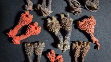 Los órganos reproductores pertenecen a varias especies de lagarto monitor naturales de Asia