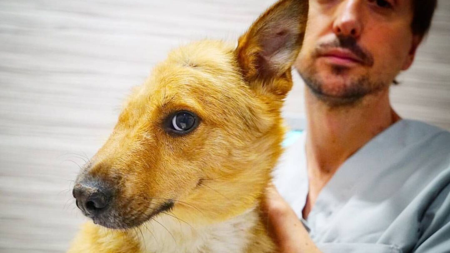 Sky, el perro al que le partieron media cabeza