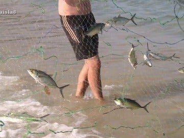 Peces en La Isla Peces en La Isla